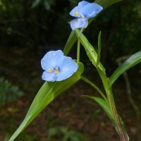 Commelina appendiculata C.B.Clarke